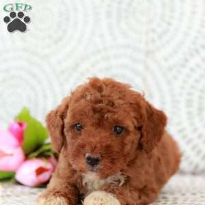 Roxanne, Miniature Poodle Puppy